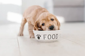 Descubriendo el camino hacia la salud canina: Nutrición y cuidados para tu fiel compañero.