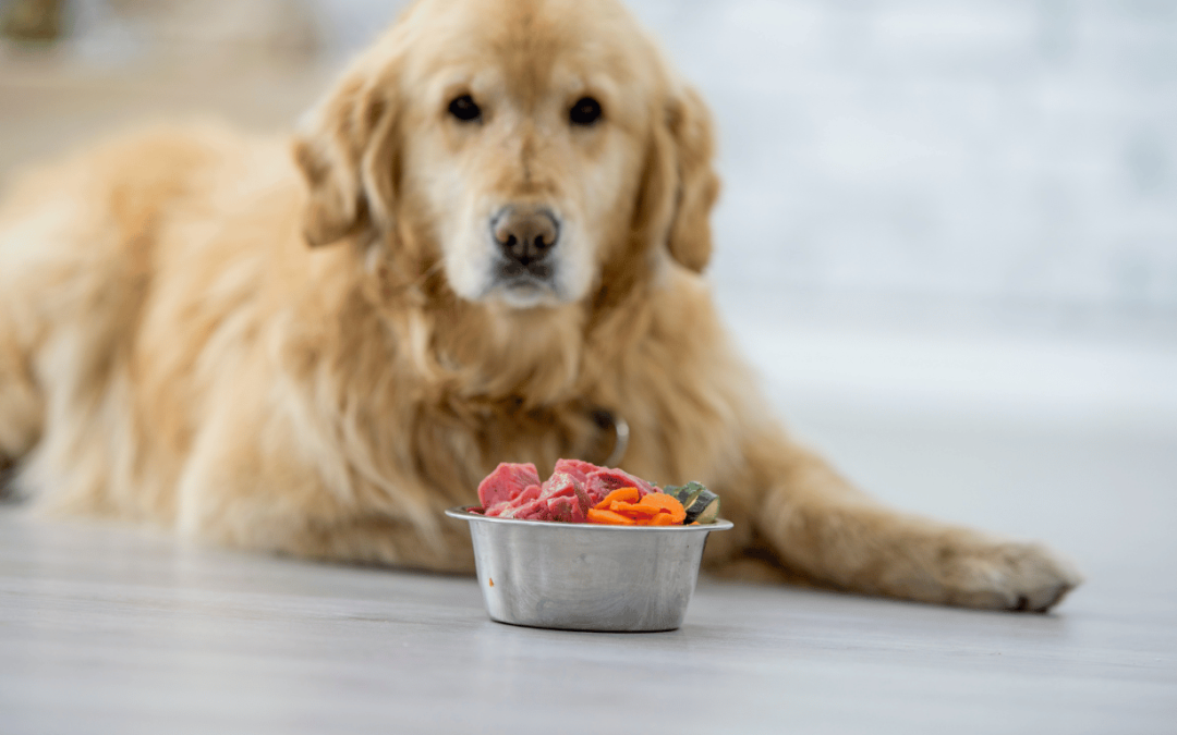 Dieta BARF para perros una alternativa natural a los piensos comerciales