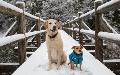Nutrición y cuidados para tu perro durante la época fría del año