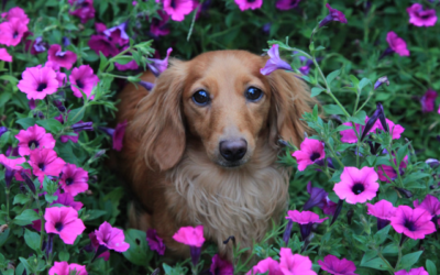 Todo sobre la alergia en perros: prevención, síntomas y tratamiento