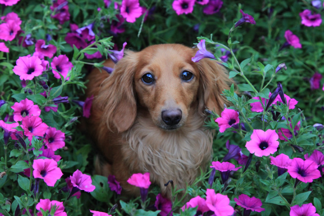 Todo sobre la alergia en perros: prevención, síntomas y tratamiento