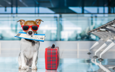 Consejos para viajar con tu perro de forma segura este verano