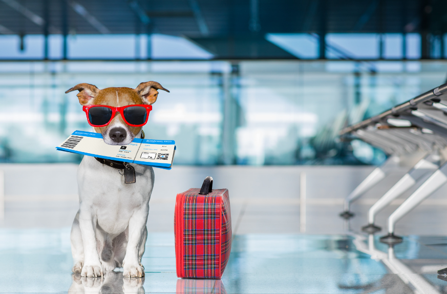 Consejos para viajar con tu perro de forma segura este verano