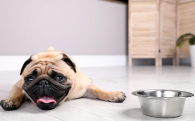 Deshidratación en Perros: Síntomas y Cómo Actuar Este Verano