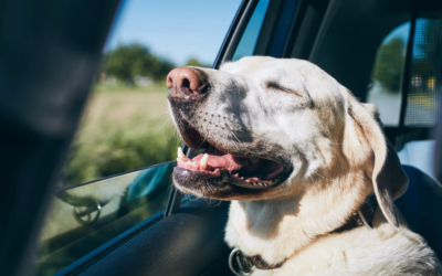 Los mejores destinos pet friendly para viajar con tu perro en verano