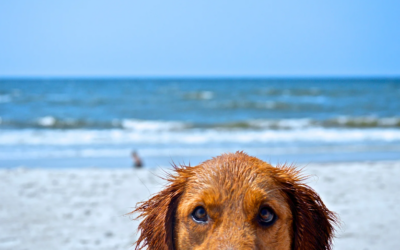 Razas de perros que más sufren en verano y como ayudarles a aguantar mejor el calor