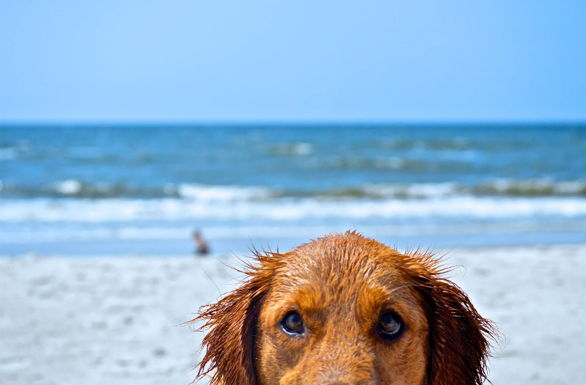 Perro mojado en la playa