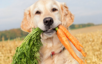 Frutas y verduras de temporada para tu perro en verano