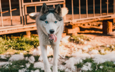 Muda del pelo en perros en otoño