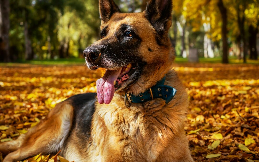 Pastor Aleman en Otoño en el parque