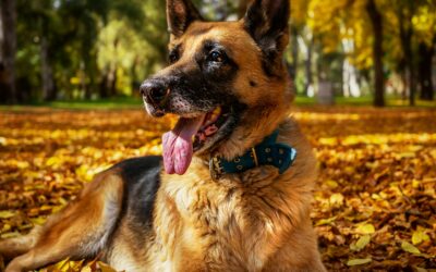 Alergias estacionales en mascotas: Guía veterinaria para el control de alergias en otoño