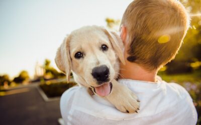 Guía completa sobre la tenencia responsable de mascotas y animales