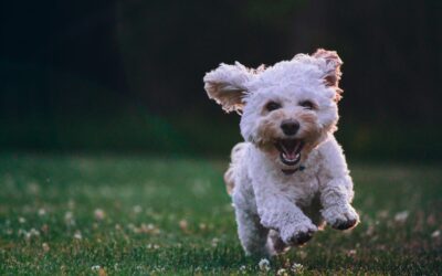 Alimentos funcionales para perros: mejora la salud de tu mascota