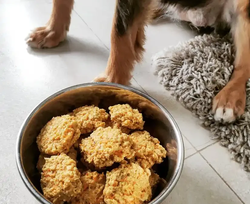 Gluten-free dog food: the gluten-free diet for your pet