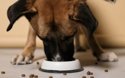 Alergias alimentarias en perros e intolerancias y piensos hipoalergénicos