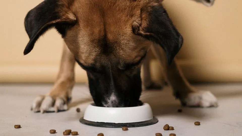 What Exactly is a Food Allergy in Pets?