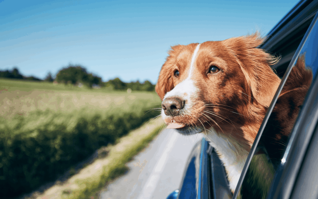 ¿Cómo transportar mascotas en el coche de forma segura?