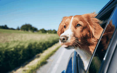 ¿Cómo transportar mascotas en el coche de forma segura?