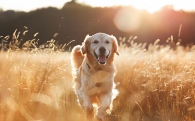 Espigas en perros: ¿ cuál es el peligro y cuando acudir al veterinario?