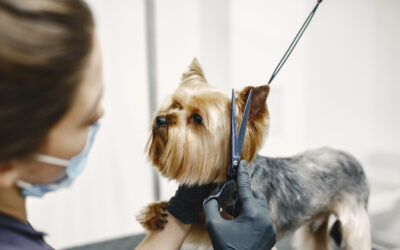 Cortar el pelo a tu perro en verano: ¿qué dice el veterinario?
