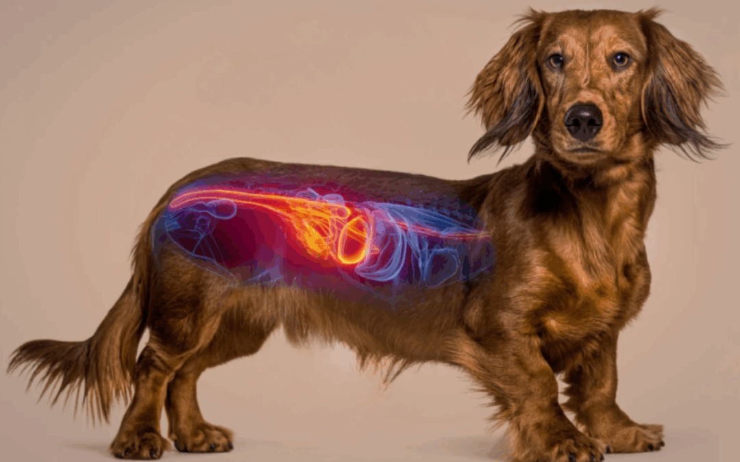 Prebióticos y probióticos para Perros: Beneficios Clave Parte I