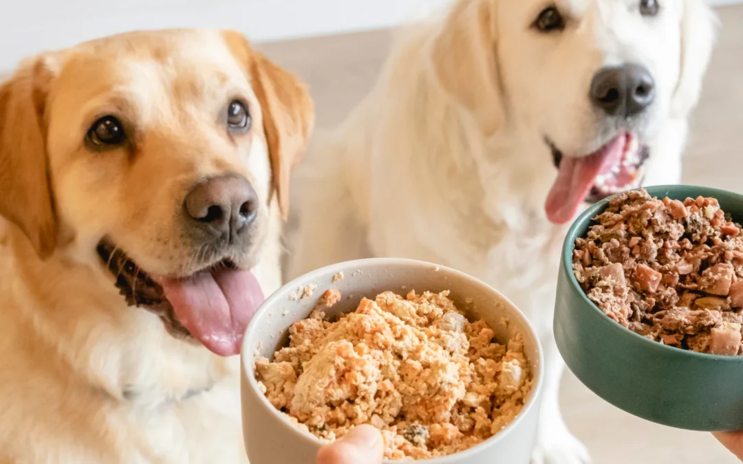 Prebióticos y probióticos para Perros: Beneficios Clave Parte II