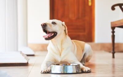 Prebióticos y probióticos para Perros: Beneficios Clave Parte III