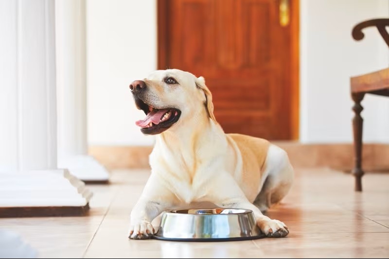 Prebióticos y probióticos para Perros: Beneficios Clave Parte III