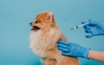 Calendario de vacunación para perros 2026: Guía para vacunas obligatorias & de cachorros
