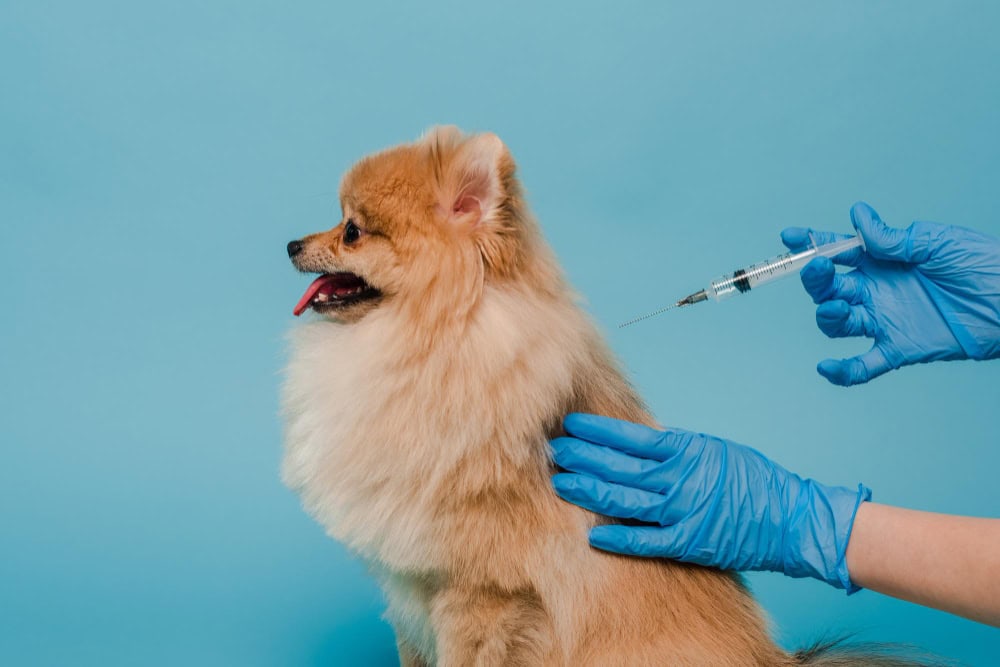 Calendario de vacunación para perros 2026: Guía para vacunas obligatorias & de cachorros