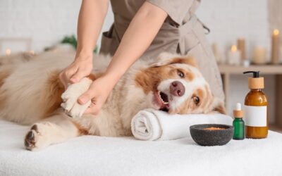Cuidado de la piel en mascotas. El poder del Aloe Vera y la Caléndula en una sola crema