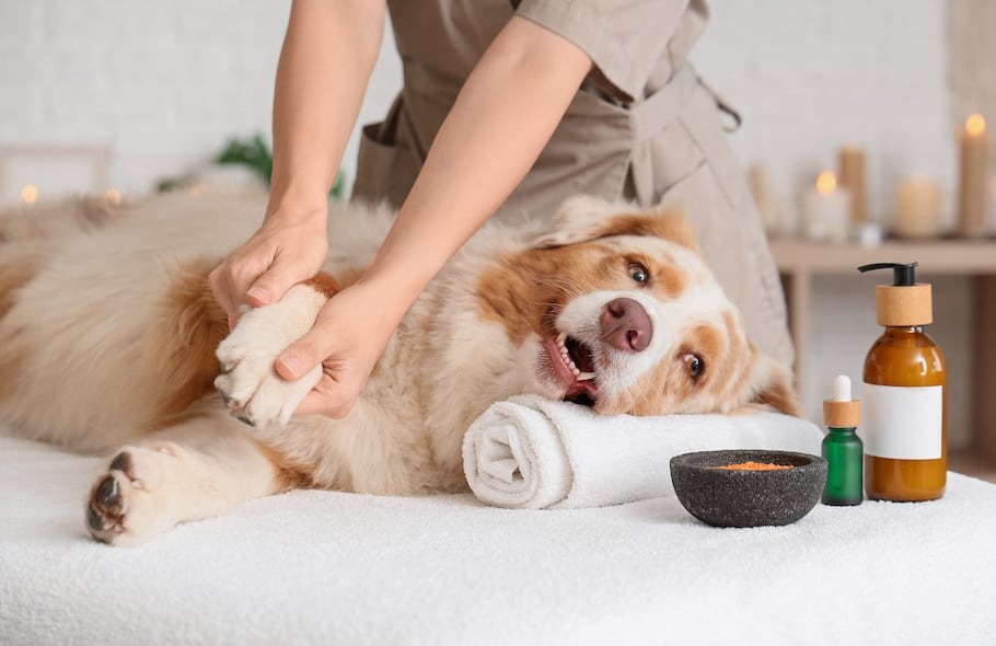 Cuidado de la piel en mascotas. El poder del Aloe Vera y la Caléndula en una sola crema