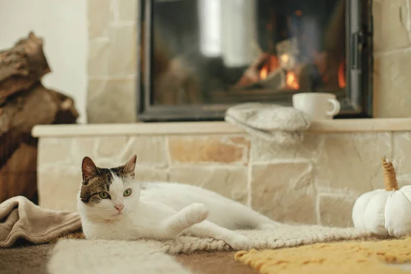 Gato relajado