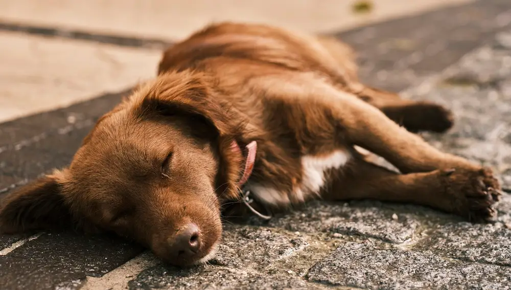 C&oacute;mo duerme tu perro
