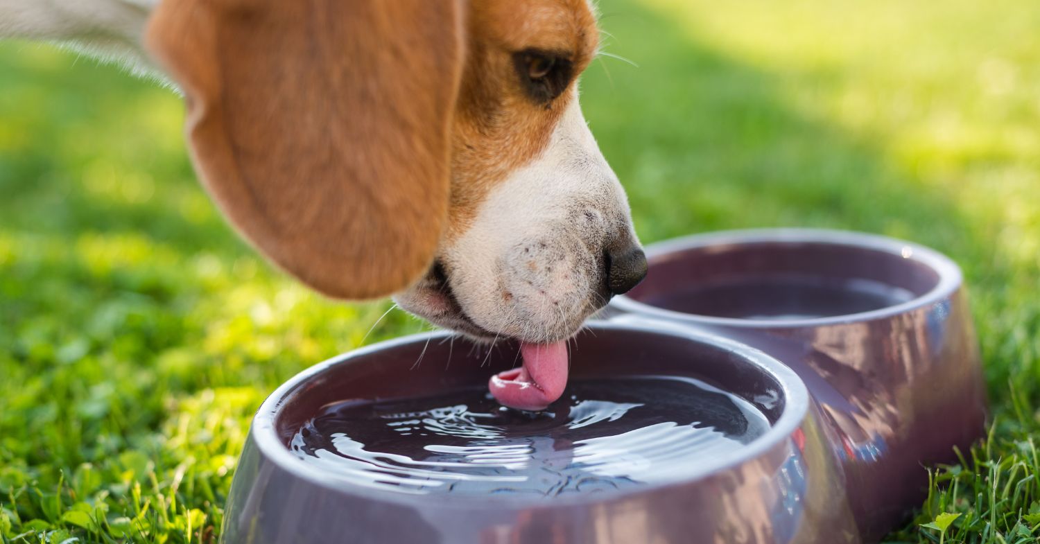 Perro bebiendo agua fresca tras un golpe de calor