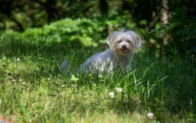 Golpe de calor en perros: la guía completa para reconocerlo, actuar y prevenirlo