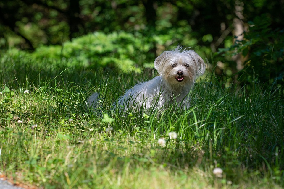 Golpe de calor en perros: la guía completa para reconocerlo, actuar y prevenirlo