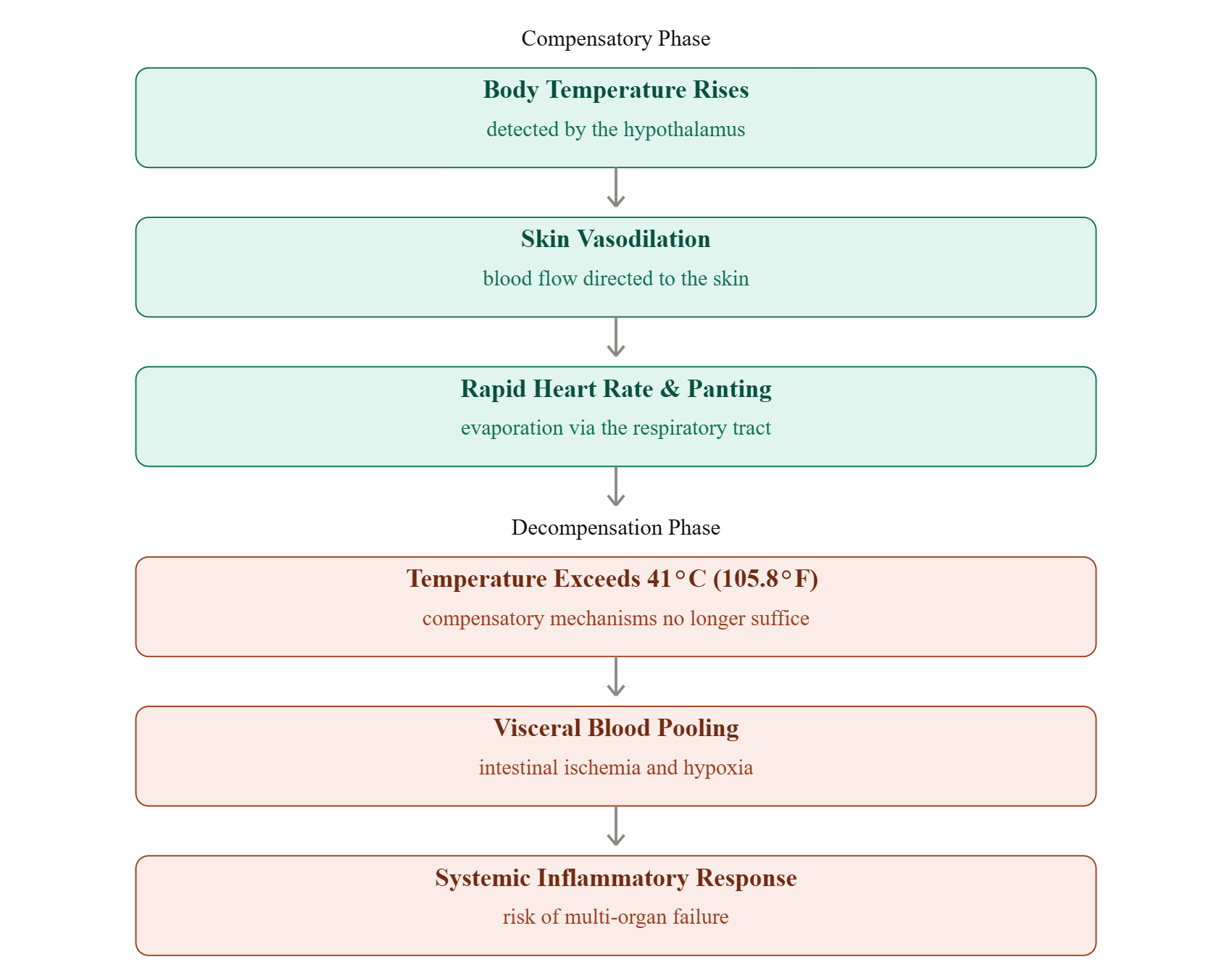 Infographic showing the compensatory and decompensation phases of heat stroke in dogs