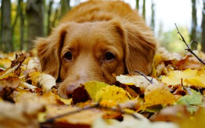 Setas tóxicas para perros, bellotas y castañas: guía de otoño